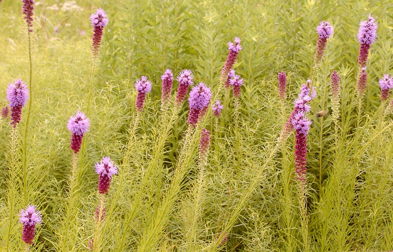 Photo by Randy Moll Blazing star or liatris were in bloom in the Gentry Prairie, just south of the Gentry Post Office, last week.