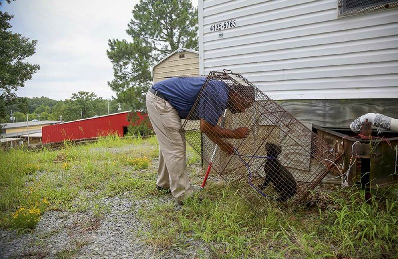 Bernard Bracely, field supervisor with Little Rock Animal Services, pulls a feral puppy out of a trap Thursday morning that he had set at the Arkansas State Fairgrounds in Little Rock.