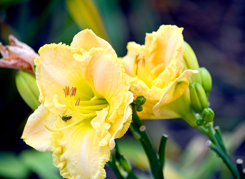 Janelle Jessen/Herald-Leader Daylilies bloomed in the Ralph and Pauline Henry Memorial Garden next to the Siloam Springs Public Library last week. The garden was designed to preserve the legacy the Henrys left in Siloam Springs, according to a sign in the garden. Pauline was a world-renowned daylily hybridizer. She developed 463 daylilies and almost all of their names begin with &#8220;Siloam,&#8221; the sign states. The sign lists 14 varieties of daylilies that are growing in the garden.