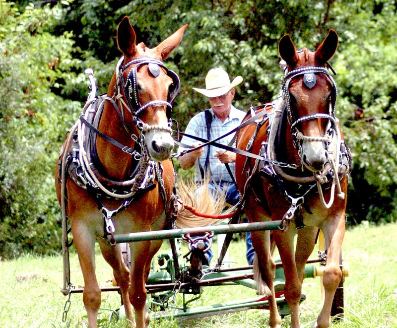 Photo by Mike Eckels With Kitty (right) and Kate (left) leading the way, Greg Cripps (center) guides his mule-powered mechanical mower over a field of uncut hay during a demonstration on his farm west of Gentry July 24.