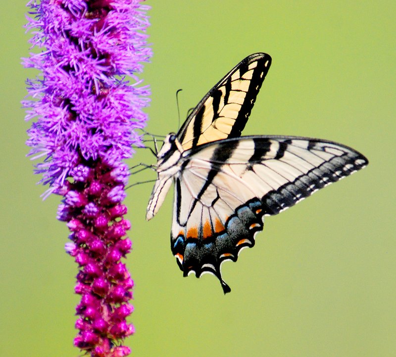 A tiger-swallowtail butterfly visits one of many spikes of native blazing star which grows wild in Gentry Prairie.