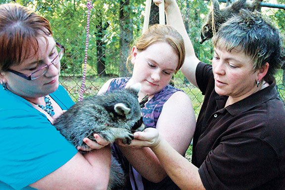 Angela Spears, from left, holds Scratch the raccoon as Spears’ daughter Morgan and wife, Charlie, give the animal some attention. Scratch is being rehabilitated by the family. He was kept as a pet and needs to relearn caution toward humans before he is released back into the wild.
