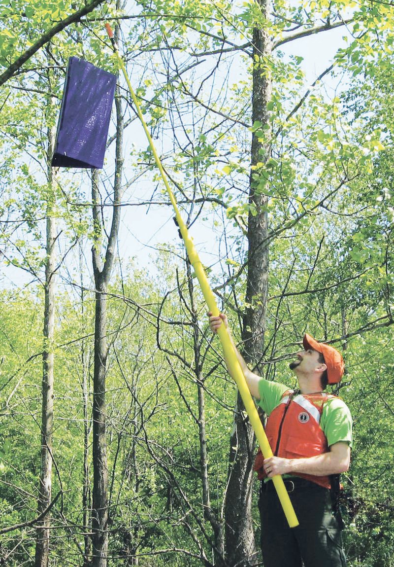 State and federal officials are hanging purple traps like this one in the forests of Arkansas in search of the emerald ash borer. The invasive insect, from Asia. was first found in the United States in 2002. The beetle will kill ash trees.