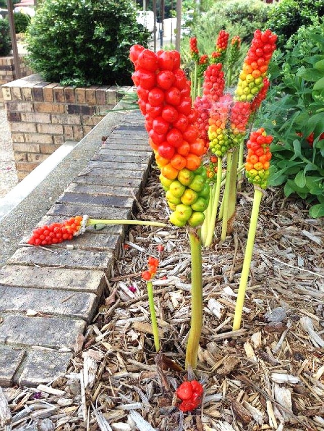Special to the Democrat-Gazette/JANET B. CARSON
Italian arum (Arum italicum) sends up foliage in late fall, grows and blooms until warm weather hits, and then the foliage disappears and the green stalk of seed pods is left behind. The seeds age to vivid red or orange.