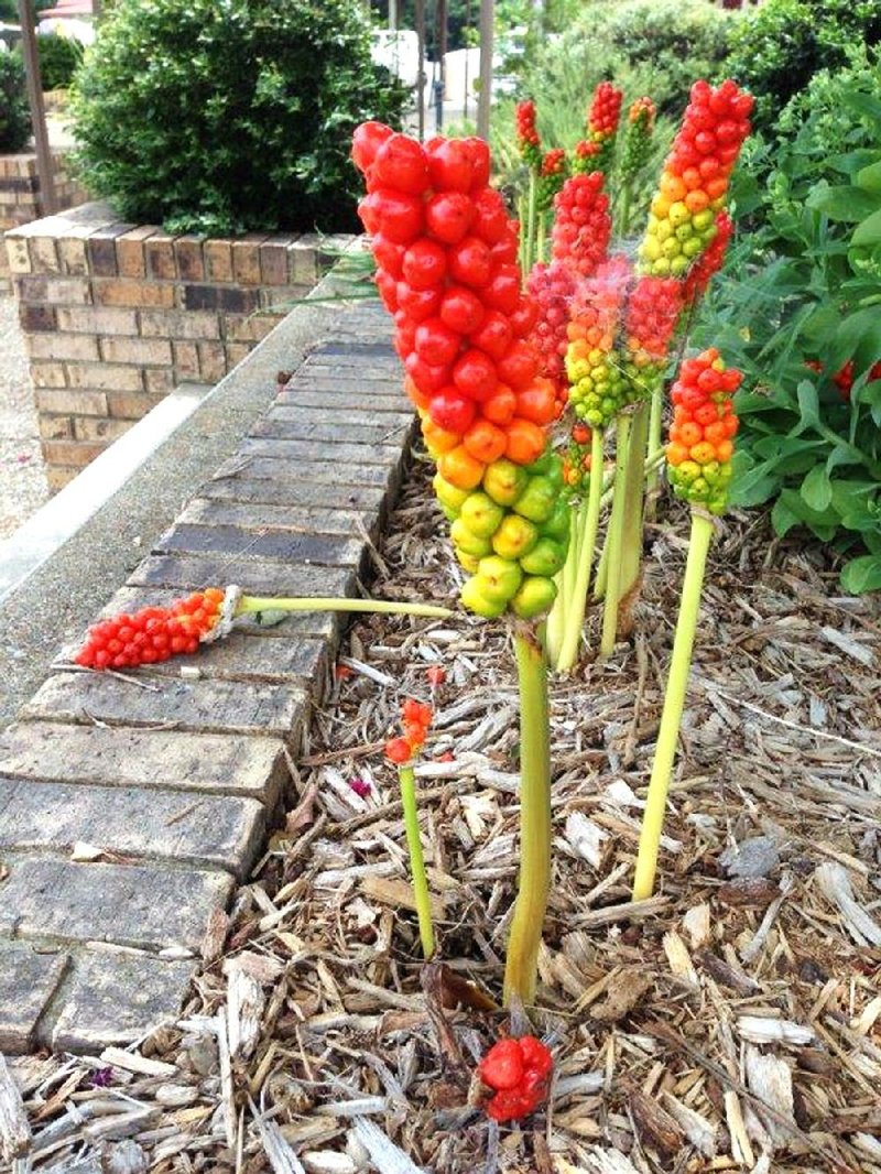 Special to the Democrat-Gazette/JANET B. CARSON
Italian arum (Arum italicum) sends up foliage in late fall, grows and blooms until warm weather hits, and then the foliage disappears and the green stalk of seed pods is left behind. The seeds age to vivid red or orange.