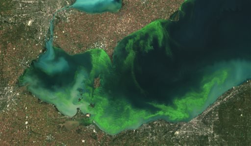 This satellite image provided by NOAA shows the algae bloom on Lake Erie in 2011 which according to NOAA was the worst in decades. The algae growth is fed by phosphorus mainly from farm fertilizer runoff and sewage treatment plants, leaving behind toxins that have contributed to oxygen-deprived dead zones where fish can't survive. The toxins can kill animals and sicken humans. Ohio's fourth-largest city, Toledo, told residents late Saturday Aug. 2, 2014 not to drink from its water supply that was fouled by toxins possibly from algae on Lake Erie.