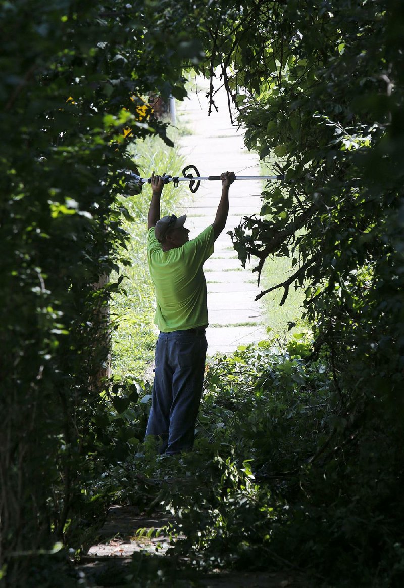 NWA Media/DAVID GOTTSCHALK - 8/4/14 - J.C. Pierce, with the city of Fayetteville Transportation Department, uses an extension chain saw to clear limbs and bushes creating a shaded tunnel on Spring Street in Fayetteville Monday August 5, 2014. Pierce was clearing above the sidewalk for a pedestrian right of way. 