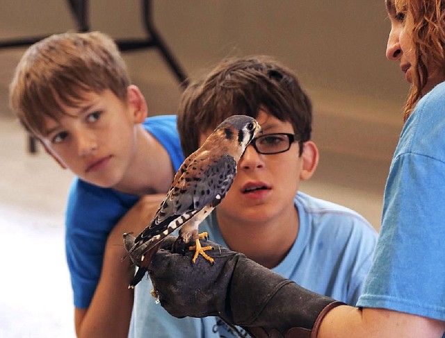 Artem Apostolov (left) and Drew Corbusier check out Petri, an American kestrel held by volunteer docent Amanda Galiano, during Zoofari, a three-day day camp at the Little Rock Zoo.
