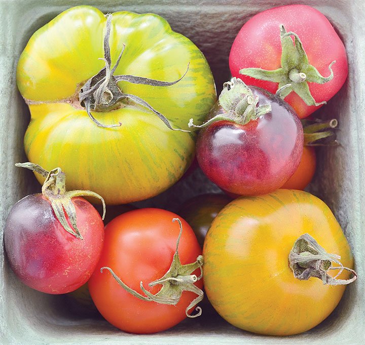 Carefully cultivated heirloom tomatoes come in a wide range of sizes, shapes and striking colors.