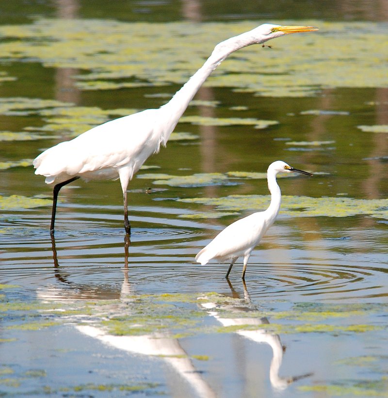 Photo by Terry Stanfill A great egret and snowy egret wade the waters of SWEPCO Lake together at the Eagle Watch Nature Area.