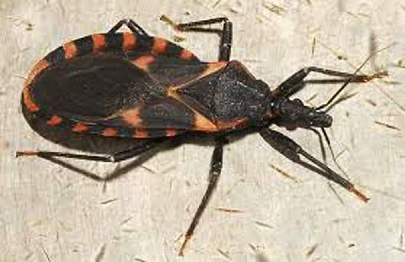 The “kissing bug” carries the parasite that causes Chagas disease, but state health officials said people shouldn’t be too concerned.