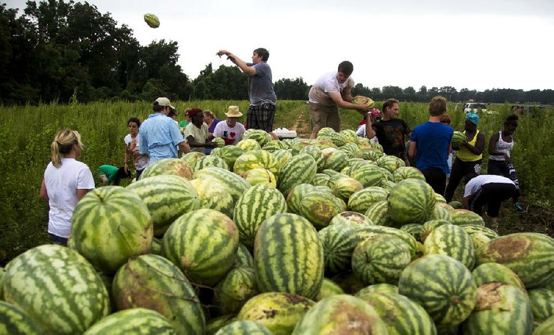 Arkansas Democrat-Gazette/MELISSA SUE GERRITS 08/10/13 - Volunteers toss watermelons to one another as they load a truck during the third annual Watermelon Crawl at Scott Melons and More in Scott, AR August 10, 2013. The crawl is hosted by Arkansas Hunger Relief Alliance and the Society of Saint Andrew in order to donate watermelons to food banks and hunger agencies around the state.