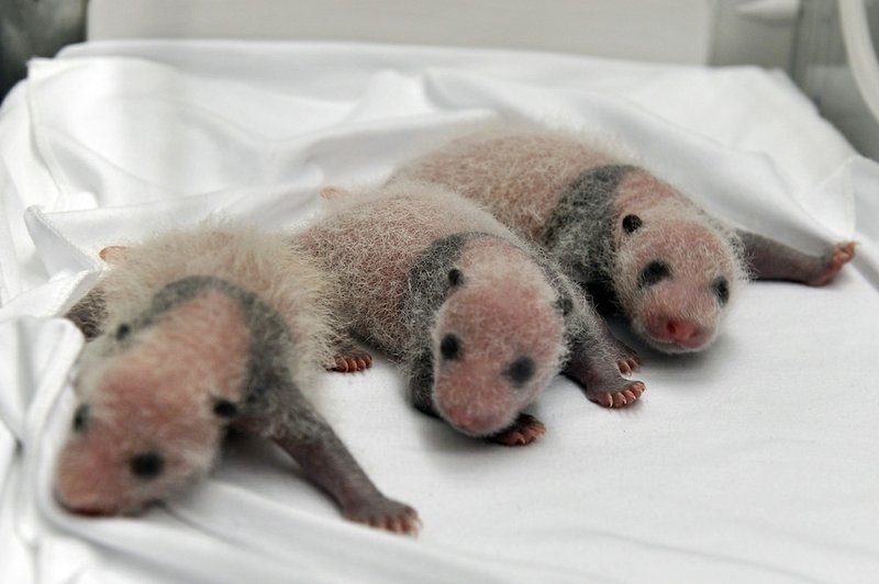 Triplet panda cubs rest in an incubator at the Chimelong Safari Park in Guangzhou in south China's Guangdong province Tuesday, Aug. 12, 2014. China announced Tuesday the birth of extremely rare panda triplets in a further success for the country's artificial breeding program. 