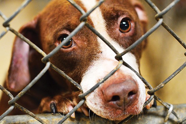 Dogs taken from pound | Magnolia Banner News