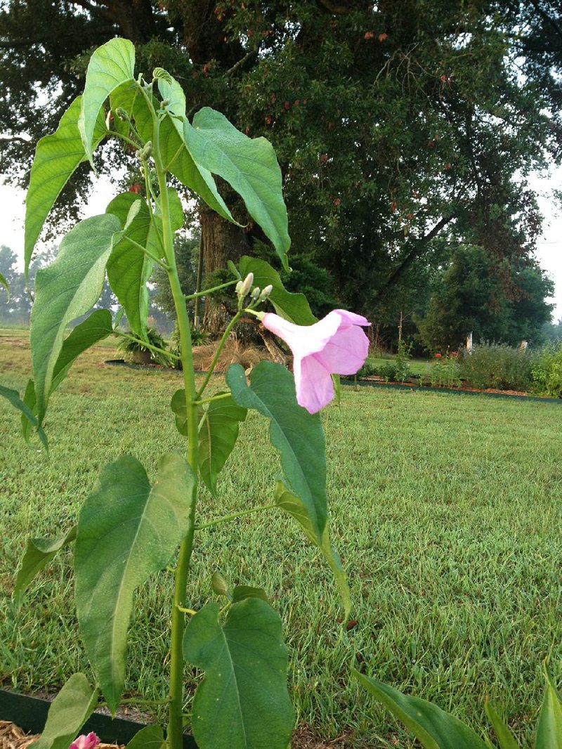 Bush morning glory (Ipomoea carnea) shoots up to 6 feet tall or more during the summer but can be killed off by a tough winter.