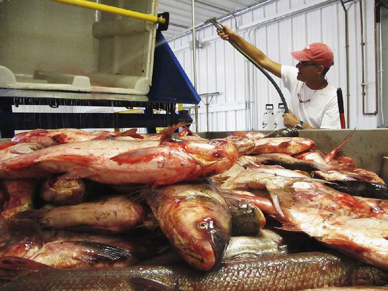 Plant manager Peter Allen •ushes out a bin from which he had fed Asian carp onto a conveyor belt at the American Heartland Fish Products carp-processing plant near Grafton, Ill., north of St. Louis.