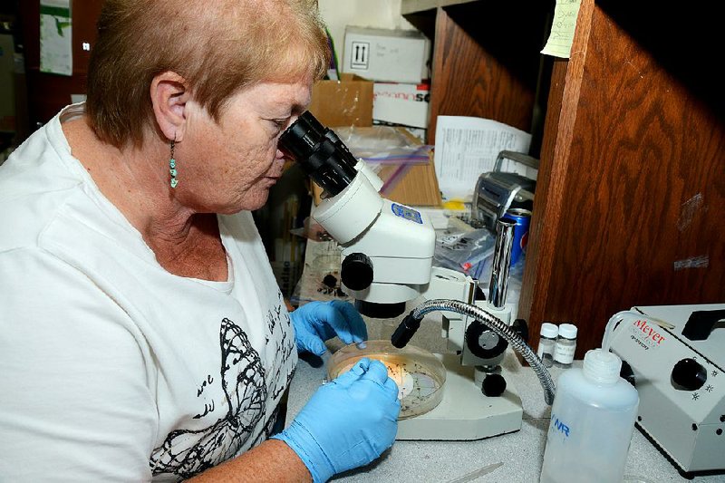 Barbara Lewis, a research associate in entomology at the University of Arkansas Division of Agriculture, examines fruit flies.