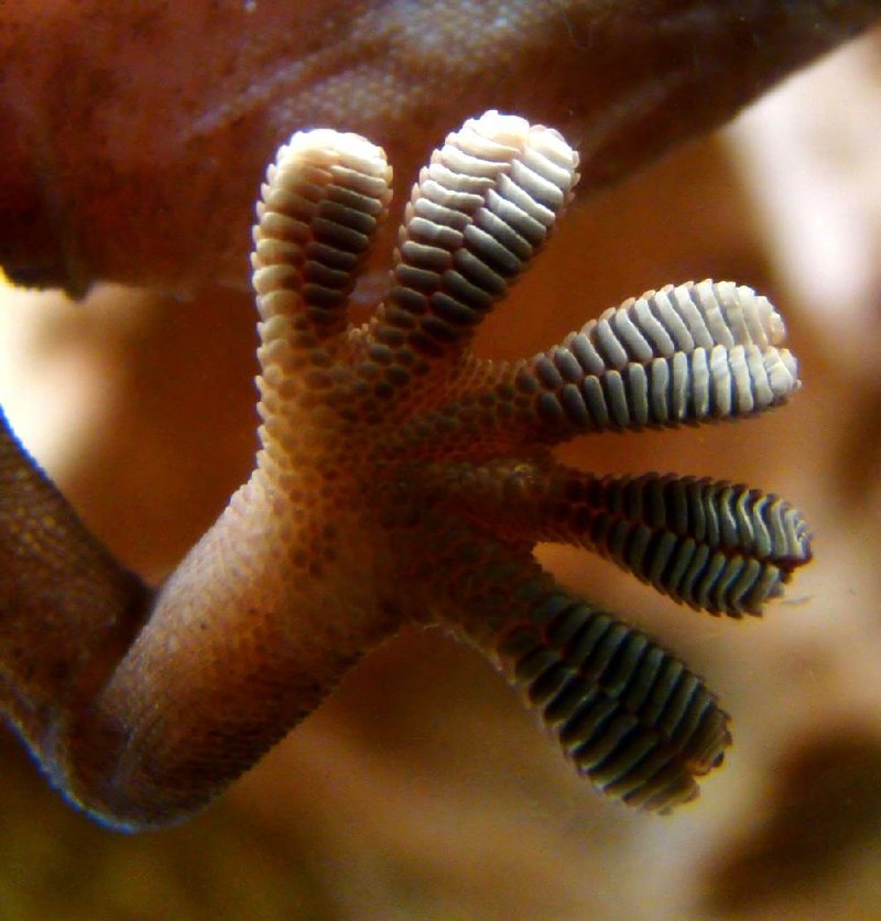 The sole of a gecko foot is covered in tiny folds of skin that are covered in branching tiny hairs called seta that allow it to stick, then unstick from a surface quickly and efficiently.