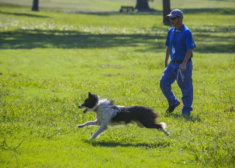 8/15/14
Arkansas Democrat-Gazette/STEPHEN B. THORNTON
Eric Bowden, assistant facility supervisor at Rebsamen Golf Course turns out Jill, the course's new goose dog, to run near a woodline  Friday morning in Little Rock.