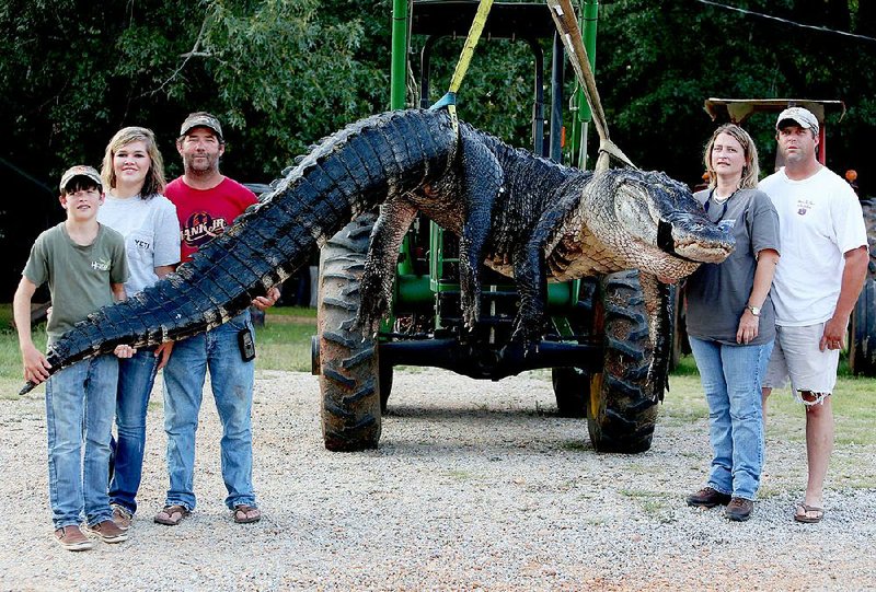 In this Saturday, Aug 16, 2014 photo, A monster alligator weighing 1011.5 pounds measuring 15-feet long is pictured in Thomaston, Ala. The alligator was caught in the Alabama River near Camden, Ala., by Mandy Stokes at right, along with her husband John Stokes, at her right, and her brother-in-law Kevin Jenkins, left, and his two teenage children, Savannah Jenkins, 16, and Parker Jenkins, 14, all of Thomaston, Ala. (AP Photo/Al.com, Sharon Steinmann)