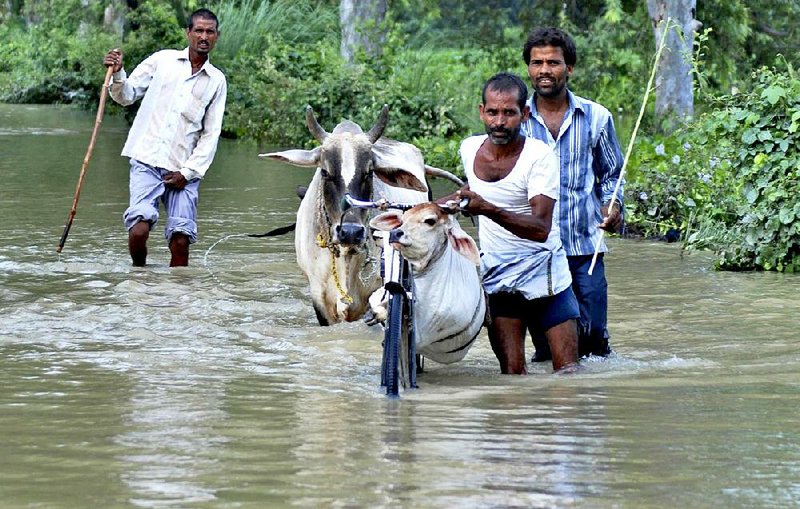 A calf is transported in a plastic bag hanging from a bicycle as flood affected Indian villagers try to move to safer places with their cattle in Barabanki district of Uttar Pradesh state, India, Monday, Aug. 18, 2014. The death toll from three days of flooding and torrential rain in Nepal and India rose to more than 180 people Monday, as relief teams sent food, tents and medicine to prevent any outbreaks of disease. (AP Photo/Sanjay Sonkar)