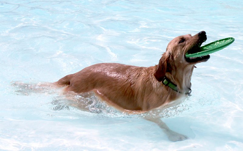 LYNN KUTTER ENTERPRISE-LEADER This dog enjoys retrieving a frisbee at the Soggy Doggy Pool Party last year at Prairie Grove Aquatic Center. Another pool party for dogs will be held 1-4 p.m., Saturday, Aug. 23. Cost is $10 per dog. Humans are free.