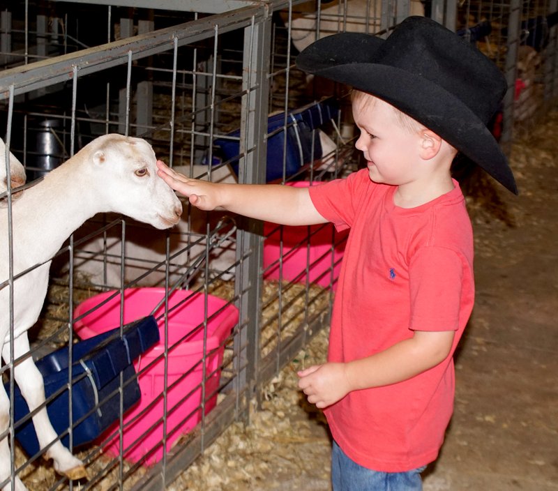 Ayden Armstrong, 3, pets a goat during the Benton County Fair on Saturday evening.