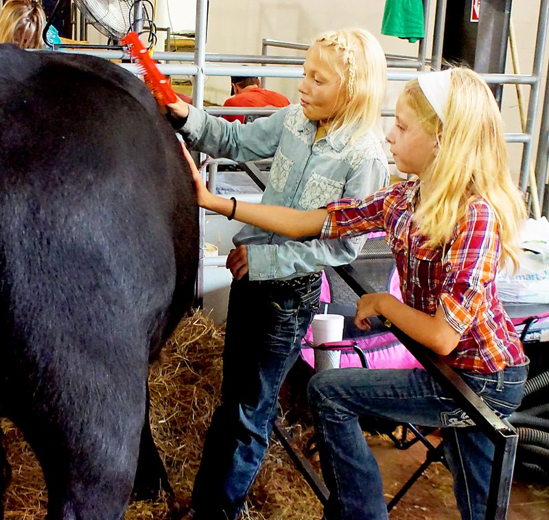 Stormey Jo Pembleton (with the red comb) and Emma Bates, both 9 and from Gravette, get Izzy, a beef heifer, ready for the premium auction on Saturday at the Benton County Fair.