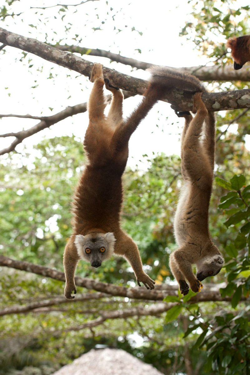 Film Name: ISLAND OF LEMURS: MADAGASCAR

Copyright: ©2014 WARNER BROS. ENTERTAINMENT INC.

Photo Credit: Drew Fellman

Caption: Pictured are Brown lemurs, as shown in the IMAXÆ film "ISLAND OF LEMURS: MADAGASCAR."