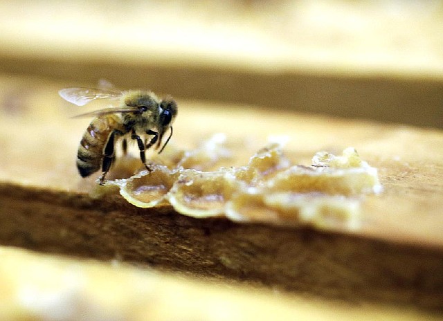 A bee works on a honeycomb in the Gene Brandi apiary in Los Banos, Calif.