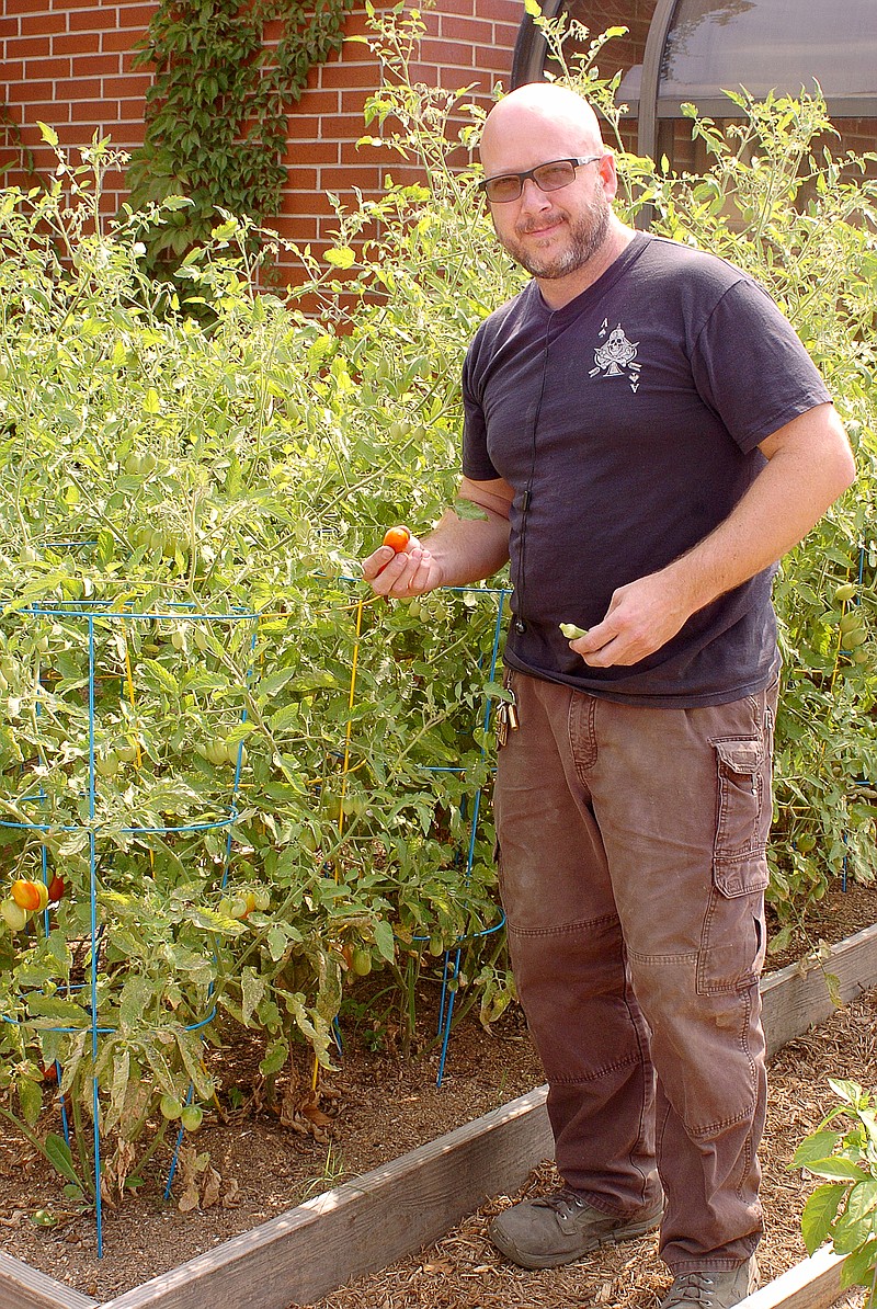 Randy Moll/Westside Eagle Observer Tom Krein shows some cherry tomatoes gown in his community garden located in front of his knife-making business on Gentry&#8217;s Main Street last week.