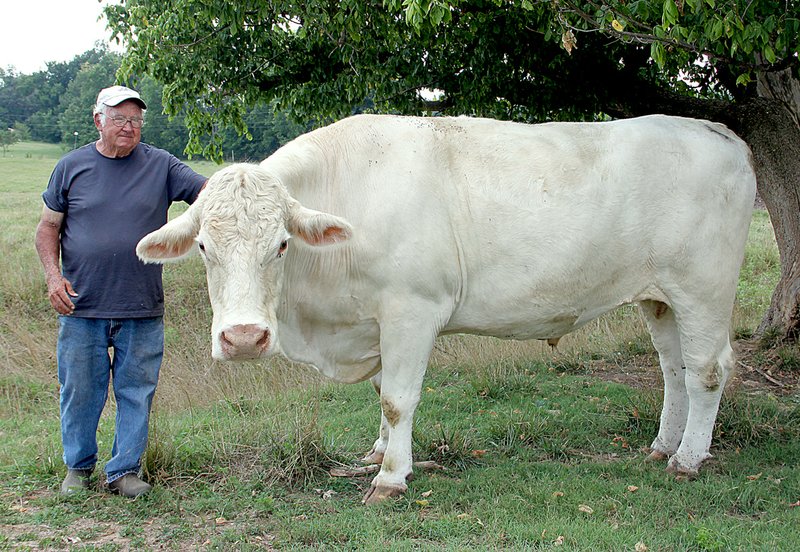 LYNN KUTTER Roy Hummel of Farmington considers Sparky the steer a pet. The animal weighs more than one ton and is at least 6 feet tall.