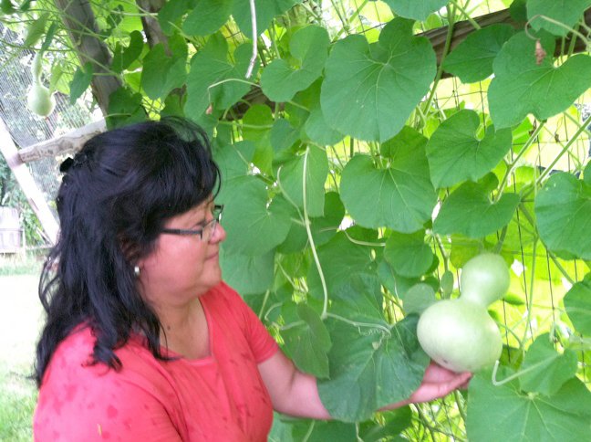 Photo by Allyson Ransom Susan McPherson, described as &#8220;the dynamo behind the project,&#8221; admires one of many birdhouse gourds growing at the gardens.