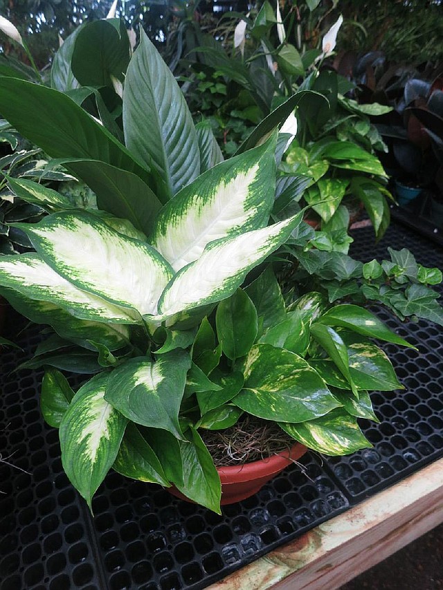 The Dieffenbachia plant is among those that can sicken a pet if the leaves are chewed.