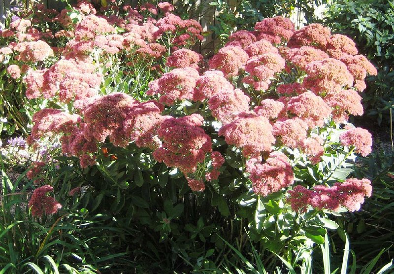 Special to the Democrat-Gazette/JANET B. CARSON
"Autumn Joy" sedum is a tall growing sedum and winter hardy in Arkansas.