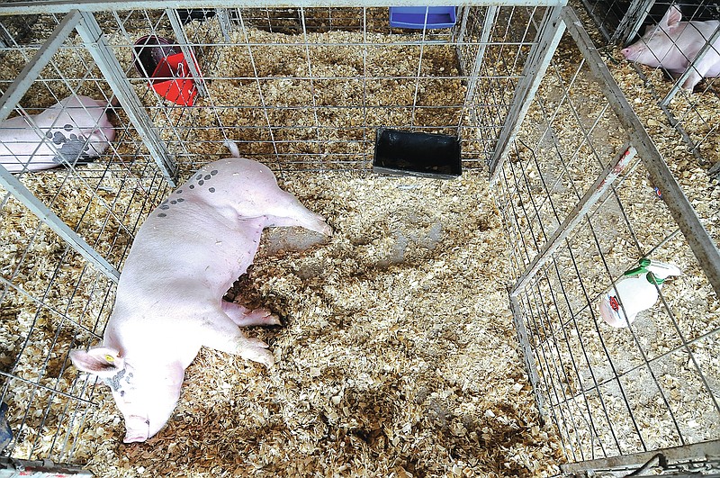 STAFF PHOTO J.T. Wampler A hog naps in an enclosure Wednesday at the fair.