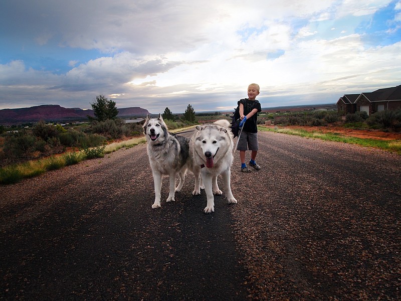 The Associated Press PUP PROBLEMS: This Aug. 19 photo provided by Jill Williams shows kindergartner Harry Williams, 7, with his dogs Flora and Gandalf on his way to the bus stop on first day of school in Kanab, Utah. For millions of dogs across the country, summer is gone and so are their best buddies. Most dogs object for a while but eventually adjust to the new hours. But millions of others will feel abandoned, panicky, sad and unable to cope as they look for ways to lash out.