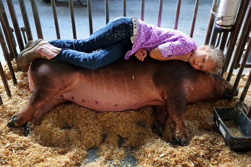 Layla Pence, 8, rests on her pig, Miss May, before being called to the ring at the West Virginia State Fair in Fairlea.