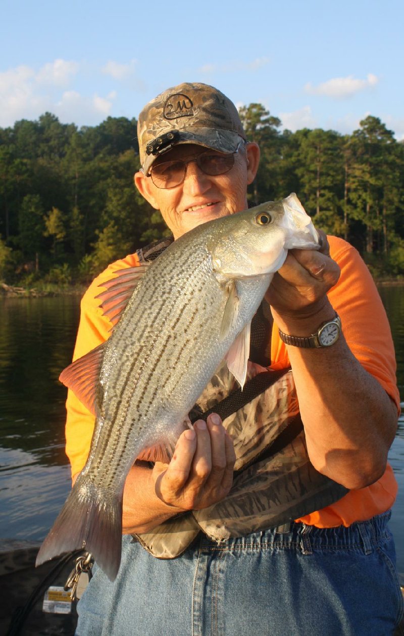 Sam Richardson of Malvern admires one of the nine hybrids he and the writer caught Thurday on DeGray Lake. All of the hybrids were about the same size.