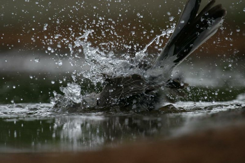 Special to the Democrat-Gazette/JERRY BUTLER
Water cascades over the body of an olive green sparrow as it bathes in a puddle.
