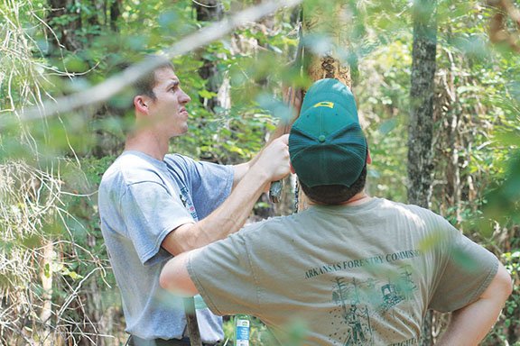 Matt Voskamp, a forester in Garland County with the Arkansas Forestry Commission, left, and Polk County AFC forester Justin Mallett inspect ash trees in Ouachita County on Tuesday for an infestation of the emerald ash borer. The insect, from Asia, has destroyed trees in more than 20 states and Canada. The tree-killing insects have reached Arkansas, and a quarantine is being considered that would include the five Tri-Lakes counties of Clark, Hot Spring, Garland, Grant and Saline.