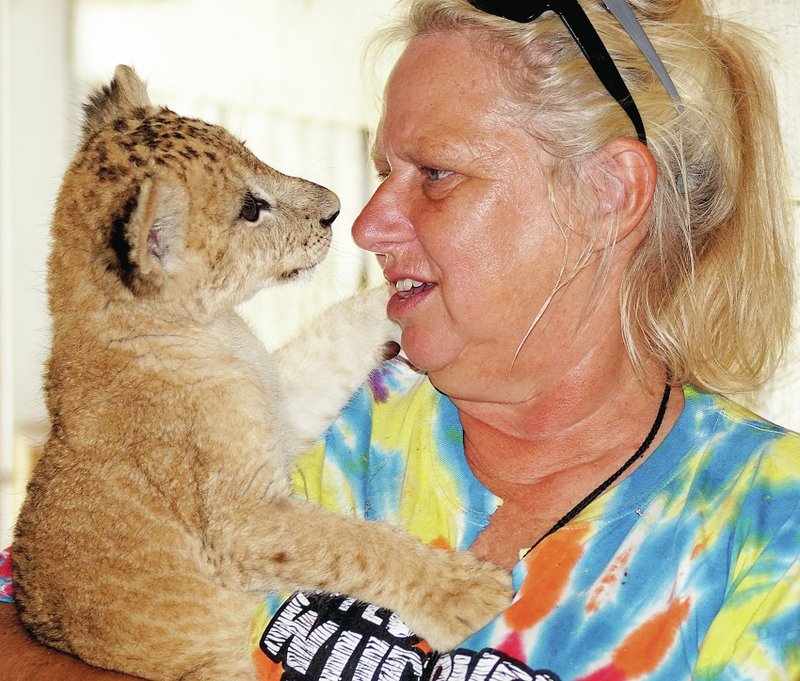 Photo by Randy Moll A six-week-old female lion cub named Sheliqua looks at her caretaker, Claudia Martin, face to face on Thursday at the Wild Wilderness Safari in Gentry. The young lioness can be seen by Safari visitors in the giraffe barn in the petting zoo area.