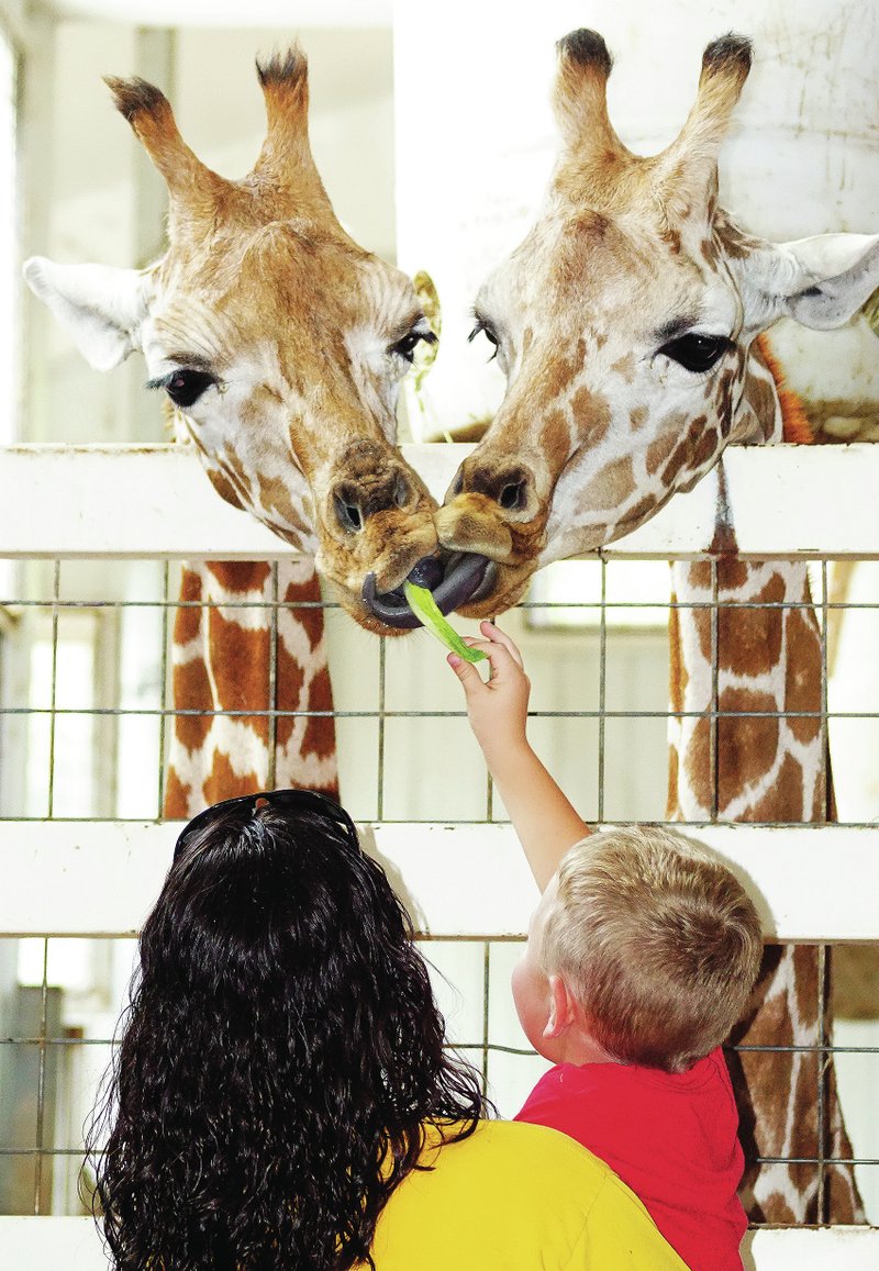 Photo by Randy Moll Joe Allen, held by his mother Andra, of Colby, Kan., feeds some lettuce to a pair of giraffes at the Wild Wilderness Safari in Gentry on Thursday.