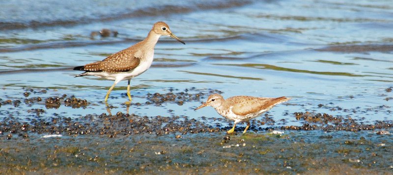 Photo by Terry Stanfill Spotted and solitary sandpipers wade in the shallows of SWEPCO Lake at the Eagle Watch Nature Area over the weekend.