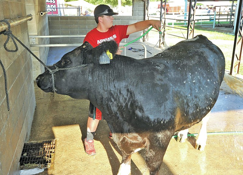 STAFF PHOTO Michael Woods &#8226; @NWAMICHAELW Ben Anderson with the Springdale FFA gets Cash, his reserve grand champion market steer, cleaned up and prepped for the 2014 Junior Livestock Premium Auction at the Washington County Fair on Thursday in Fayetteville. More than 100 prized animals were sold at the annual auction.