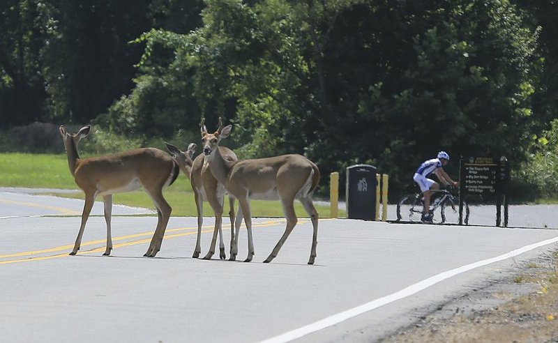  Arkansas Democrat-Gazette/STATON BREIDENTHAL --9/4/14-- A trio of deer cross the road Thursday as bikers ride through Two Rivers Park in Pulaski County.