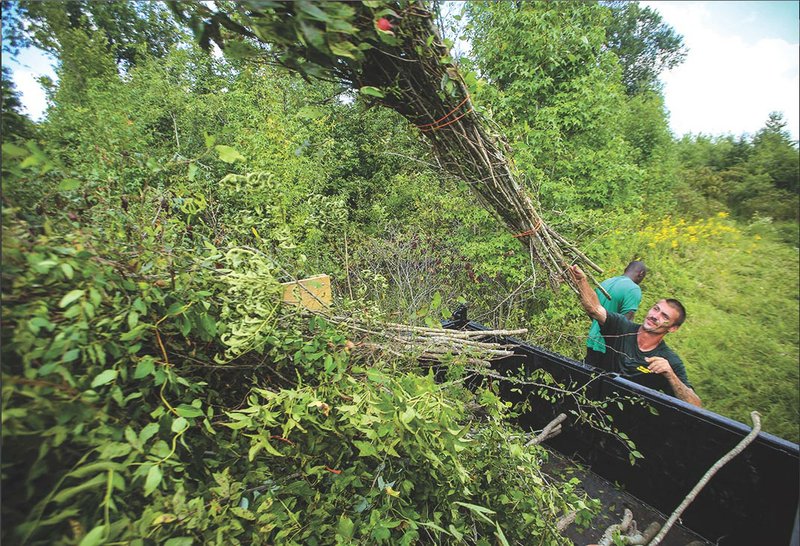 Mike Sanson, with Conway-based Grass Roots Lawn Care, tosses a load of bundled trees into a
truck Wednesday afternoon at a site west of the University of Central Arkansas campus. The trees
will become a part of a sculpture by artist Patrick Dougherty that will be created during the next few
weeks outside the Baum Gallery on campus.