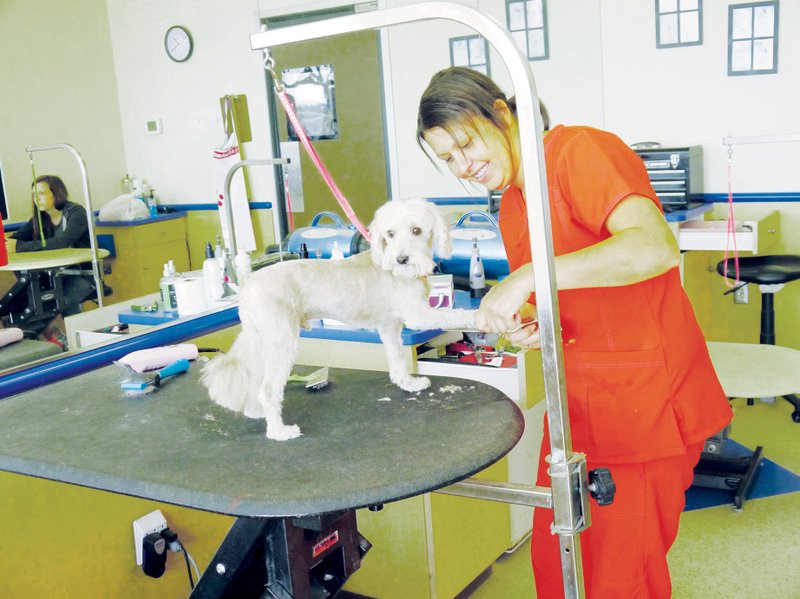 Jessica Leggett grooms Sancho at the Searcy Petsense. The store will participate in Petsense’s annual adopt-a-thon event Saturday and Sunday.