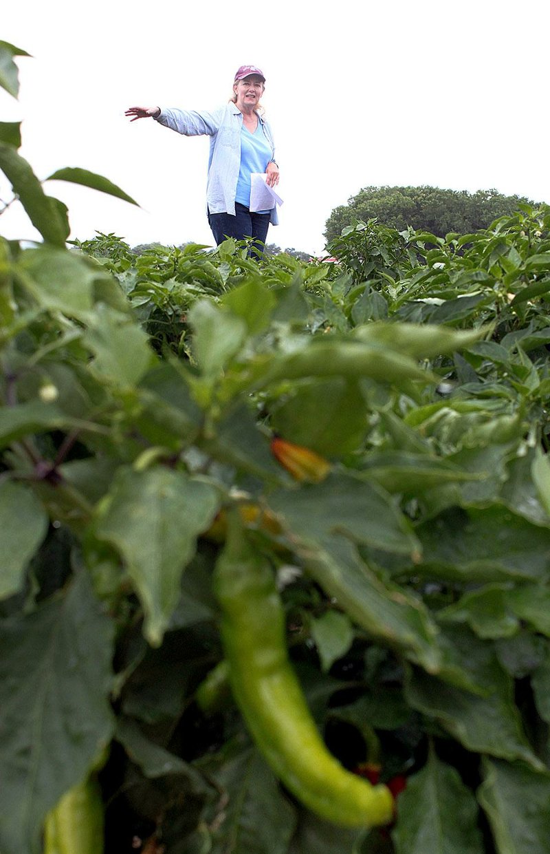 Stephanie Walker, a vegetable specialist at New Mexico State University, talks about a research plot of green chile last month during the university’s field day in Los Lunas, N.M.