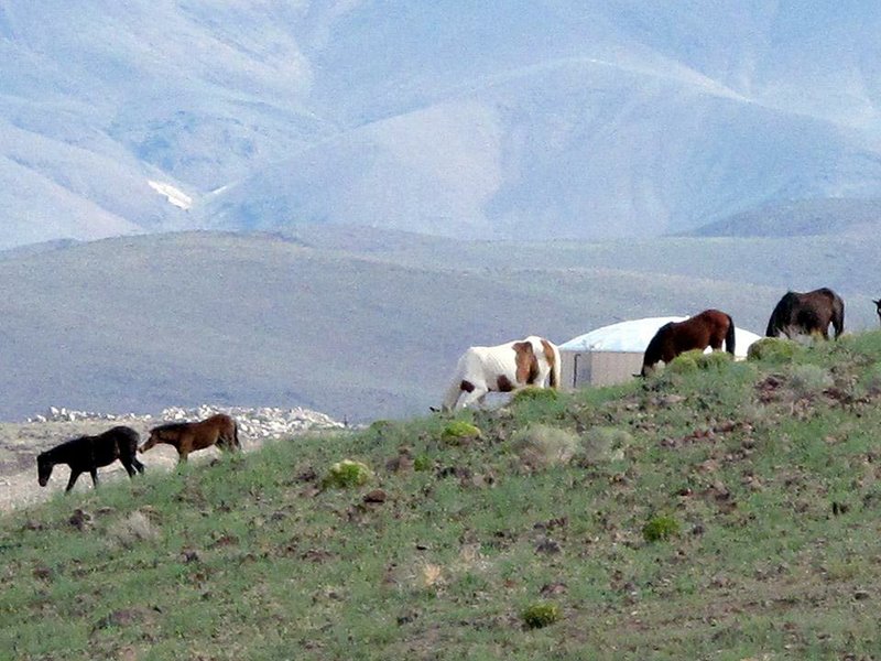 Wild mustangs graze last month on the hills near the Tahoe Reno Industrial Center in Sparks, Nev. Tesla chose the site last week for a battery factory over proposed sites in California, Texas, Arizona and New Mexico.